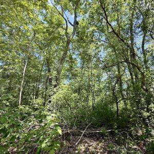 Photo #23 of Off of Guinea Mill Rd, Ernul, NC 135.0 acres