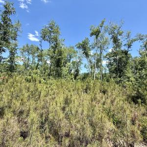 Photo #25 of Off of Guinea Mill Rd, Ernul, NC 135.0 acres
