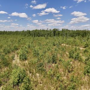 Photo #8 of Off of Guinea Mill Rd, Ernul, NC 135.0 acres