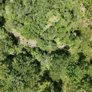 Photo #9 of Off of Guinea Mill Rd, Ernul, NC 135.0 acres