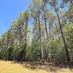 Photo #11 of Off of Concord Sappony Rd, Stony Creek, VA 28.0 acres