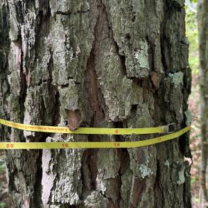 Photo #12 of Off of Concord Sappony Rd, Stony Creek, VA 28.0 acres
