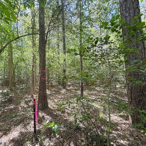 Photo #16 of Off of Concord Sappony Rd, Stony Creek, VA 28.0 acres