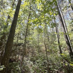 Photo #17 of Off of Concord Sappony Rd, Stony Creek, VA 28.0 acres