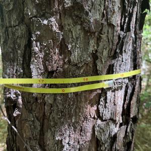 Photo #18 of Off of Concord Sappony Rd, Stony Creek, VA 28.0 acres