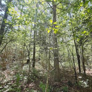 Photo #21 of Off of Concord Sappony Rd, Stony Creek, VA 28.0 acres