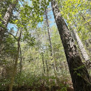 Photo #7 of Off of Concord Sappony Rd, Stony Creek, VA 28.0 acres