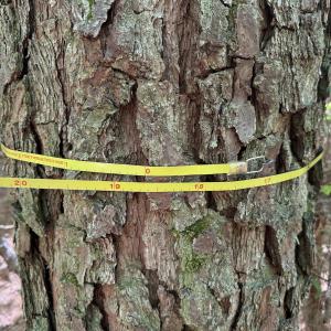 Photo #8 of Off of Concord Sappony Rd, Stony Creek, VA 28.0 acres