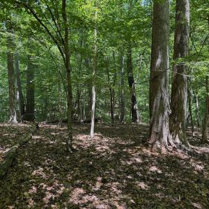 Photo #59 of Off Dylan Ct., Pittsville, VA 0.5 acres