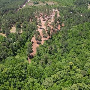 Photo #15 of Off of Dowd Dairy Rd, White Oak, NC 8.4 acres