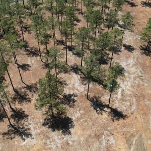 Photo #17 of Off of Dowd Dairy Rd, White Oak, NC 8.4 acres