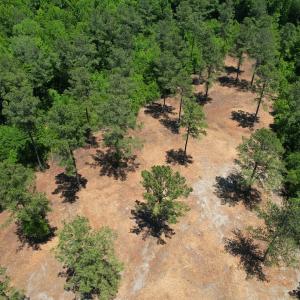 Photo #18 of Off of Dowd Dairy Rd, White Oak, NC 8.4 acres