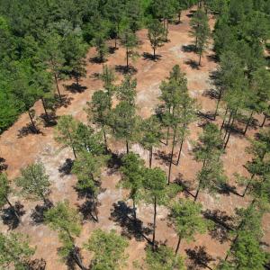 Photo #20 of Off of Dowd Dairy Rd, White Oak, NC 8.4 acres
