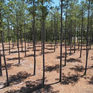 Photo #21 of Off of Dowd Dairy Rd, White Oak, NC 8.4 acres