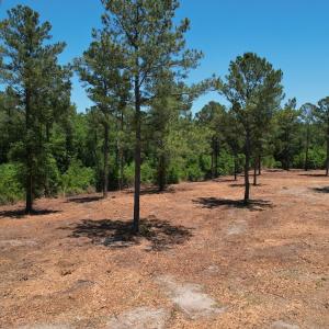 Photo #22 of Off of Dowd Dairy Rd, White Oak, NC 8.4 acres