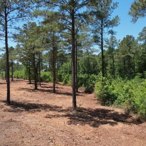 Photo #24 of Off of Dowd Dairy Rd, White Oak, NC 8.4 acres