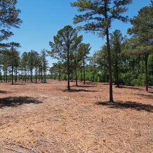 Photo #25 of Off of Dowd Dairy Rd, White Oak, NC 8.4 acres