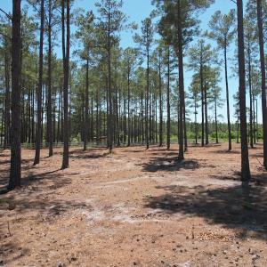 Photo #26 of Off of Dowd Dairy Rd, White Oak, NC 8.4 acres