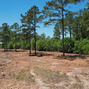 Photo #27 of Off of Dowd Dairy Rd, White Oak, NC 8.4 acres