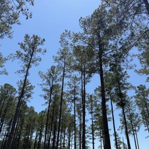 Photo #28 of Off of Dowd Dairy Rd, White Oak, NC 8.4 acres