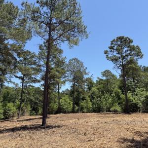 Photo #34 of Off of Dowd Dairy Rd, White Oak, NC 8.4 acres