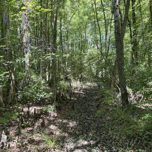 Photo #36 of Off of Dowd Dairy Rd, White Oak, NC 8.4 acres
