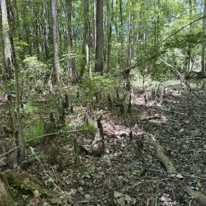 Photo #37 of Off of Dowd Dairy Rd, White Oak, NC 8.4 acres