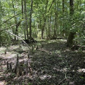 Photo #38 of Off of Dowd Dairy Rd, White Oak, NC 8.4 acres