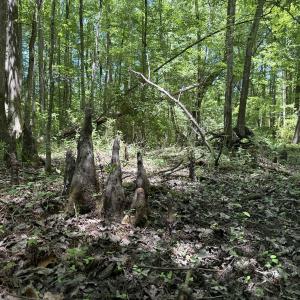 Photo #39 of Off of Dowd Dairy Rd, White Oak, NC 8.4 acres