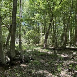 Photo #40 of Off of Dowd Dairy Rd, White Oak, NC 8.4 acres