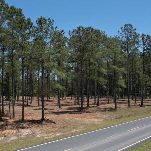 Photo #9 of Off of Dowd Dairy Rd, White Oak, NC 8.4 acres