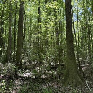 Photo #41 of Off of Dowd Dairy Rd, White Oak, NC 8.4 acres