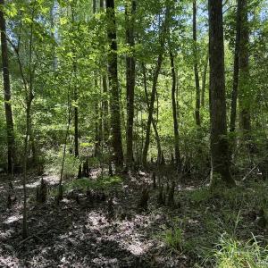 Photo #42 of Off of Dowd Dairy Rd, White Oak, NC 8.4 acres