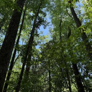 Photo #43 of Off of Dowd Dairy Rd, White Oak, NC 8.4 acres