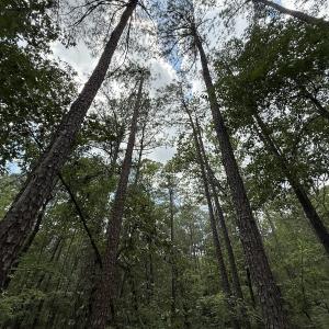 Photo #18 of Off Elfman Dr, Spring Lake, NC 0.5 acres