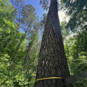 Photo #20 of Off of Ruby's Ln., Maysville, NC 5.3 acres
