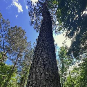 Photo #21 of Off of Ruby's Ln., Maysville, NC 5.3 acres