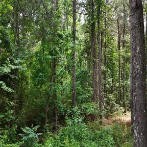 Photo #26 of Off of Ruby's Ln., Maysville, NC 5.3 acres