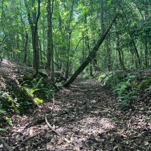 Photo #27 of Off of Ruby's Ln., Maysville, NC 5.3 acres