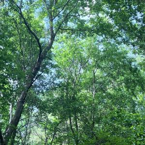 Photo #28 of Off of Ruby's Ln., Maysville, NC 5.3 acres