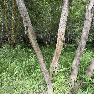Photo #14 of Off Tar River Rd, Oxford, NC 14.7 acres
