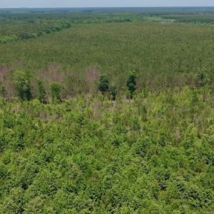 Photo #10 of Off Indian Woods Road, Windsor, NC 17.6 acres