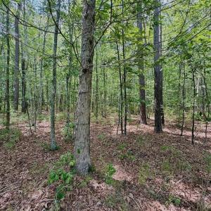 Photo #14 of Off Indian Woods Road, Windsor, NC 17.6 acres