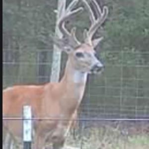 Photo #16 of Off Indian Woods Road, Windsor, NC 17.6 acres