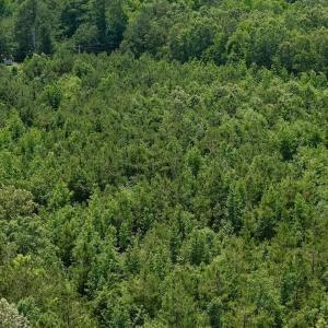 Photo #17 of Off Indian Woods Road, Windsor, NC 17.6 acres