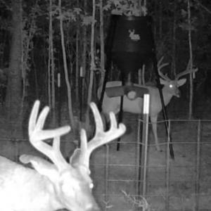 Photo #19 of Off Indian Woods Road, Windsor, NC 17.6 acres