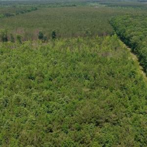 Photo #1 of Off Indian Woods Road, Windsor, NC 17.6 acres