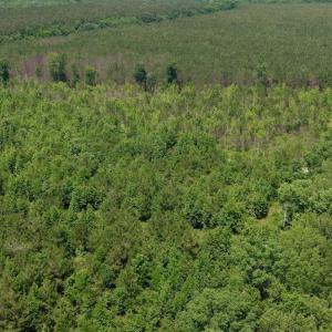 Photo #2 of Off Indian Woods Road, Windsor, NC 17.6 acres