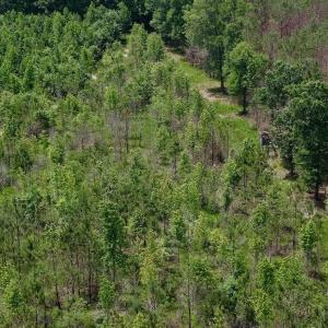 Photo #3 of Off Indian Woods Road, Windsor, NC 17.6 acres