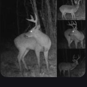 Photo #21 of Off Indian Woods Road, Windsor, NC 17.6 acres